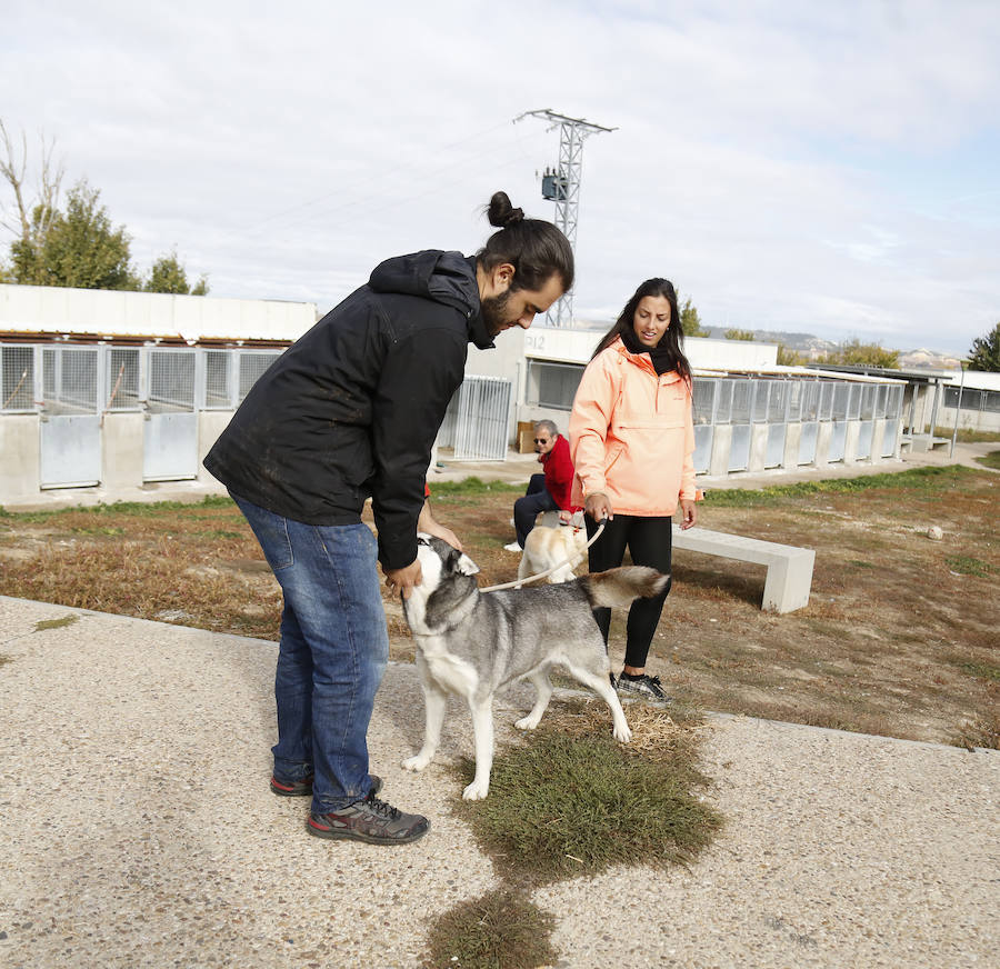 Instalaciones y perros acogidos en el centro de la protectora de animales del camino de la Carabajala