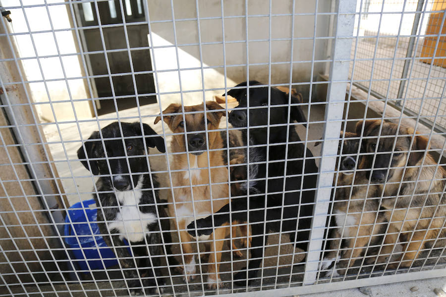 Instalaciones y perros acogidos en el centro de la protectora de animales del camino de la Carabajala