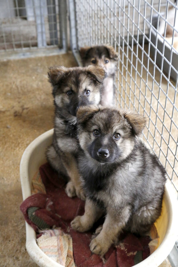 Instalaciones y perros acogidos en el centro de la protectora de animales del camino de la Carabajala
