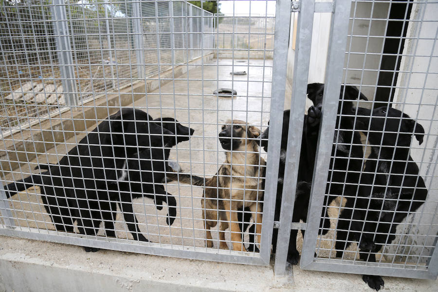 Instalaciones y perros acogidos en el centro de la protectora de animales del camino de la Carabajala