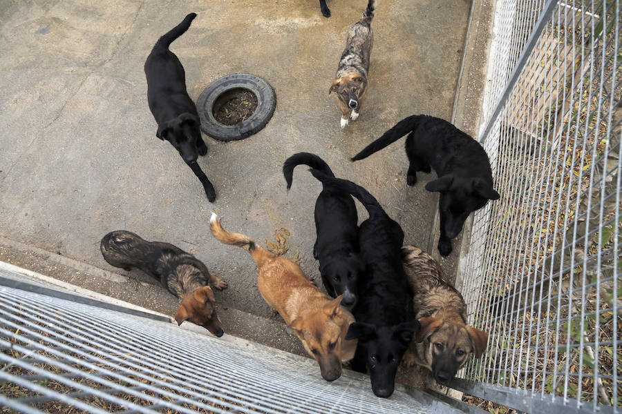 Instalaciones y perros acogidos en el centro de la protectora de animales del camino de la Carabajala