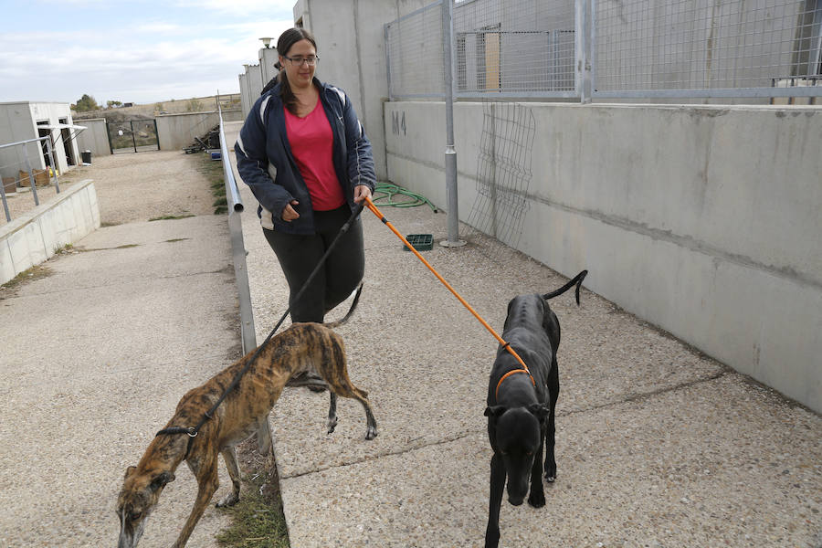 Instalaciones y perros acogidos en el centro de la protectora de animales del camino de la Carabajala
