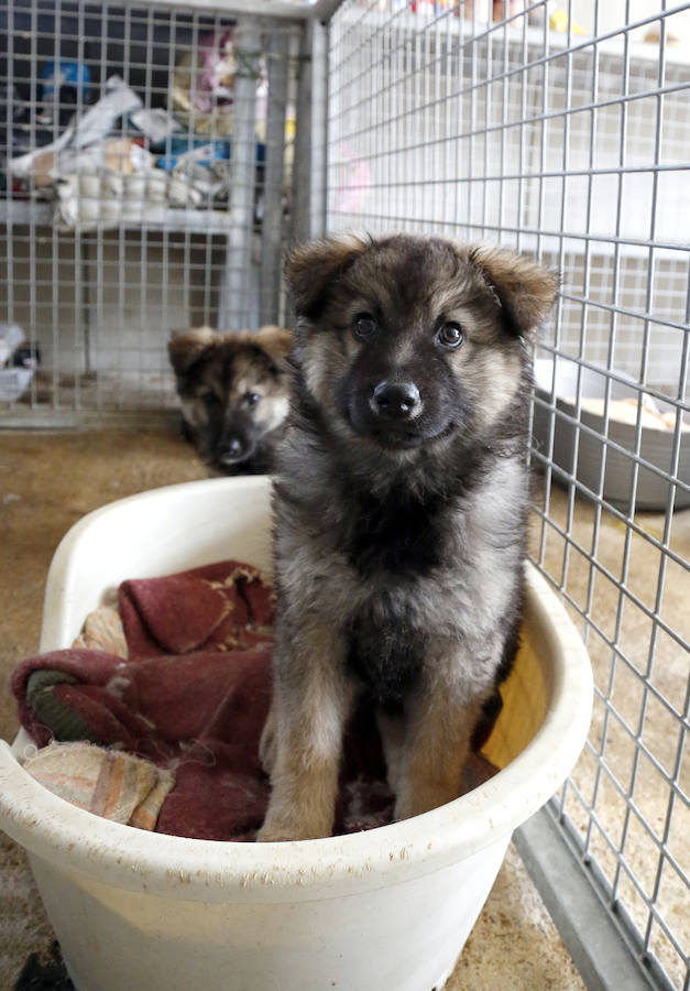Instalaciones y perros acogidos en el centro de la protectora de animales del camino de la Carabajala