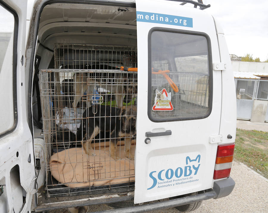 Instalaciones y perros acogidos en el centro de la protectora de animales del camino de la Carabajala
