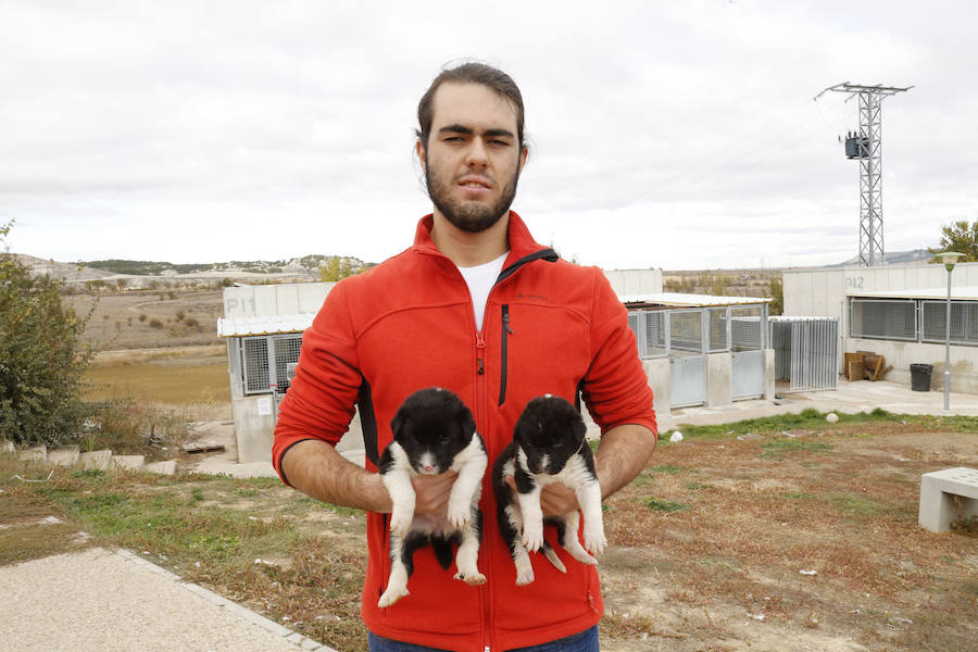 Instalaciones y perros acogidos en el centro de la protectora de animales del camino de la Carabajala