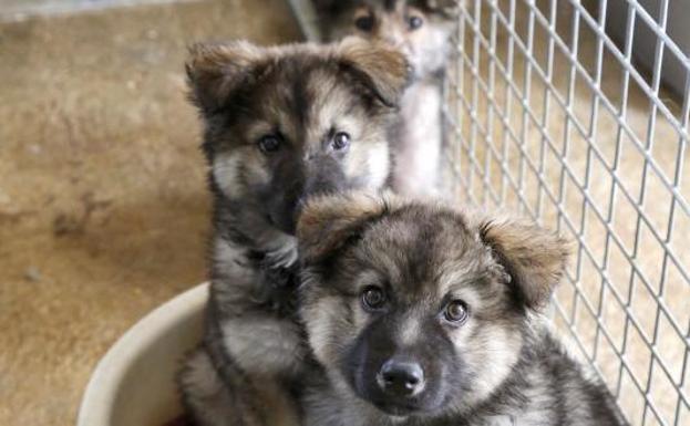 Tres cachorros de cruce de pastor belga. Los más guapos, eran cinco hermanos y ya han sido adoptados dos. Solo tienen un mes.