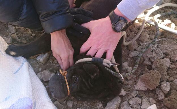 El animal, mientras miembros de la protectora se prepararan para sacarlo de la acequia.