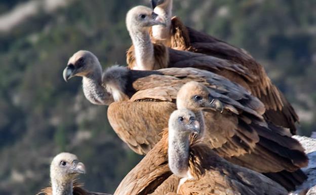 Un grupo de buitres leonados