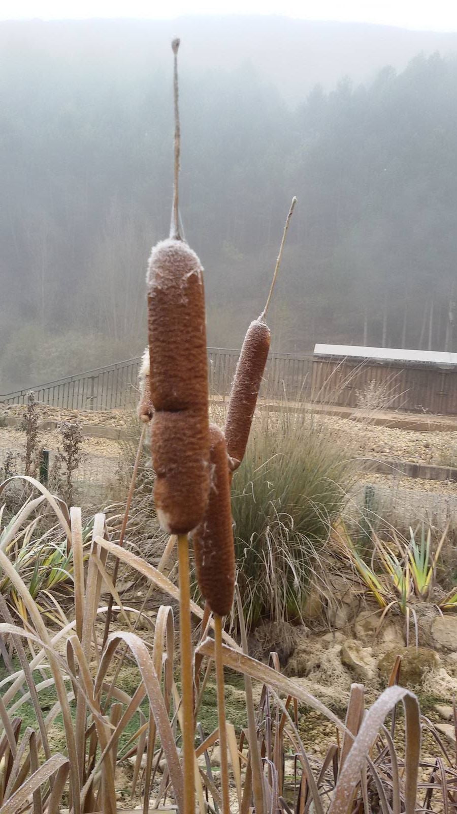 Niebla en Aguilar de Campoo