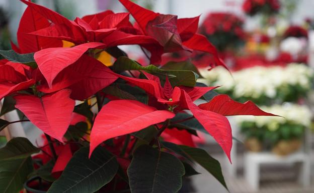 Cómo conseguir que la Flor de Pascua dure más allá de la Navidad