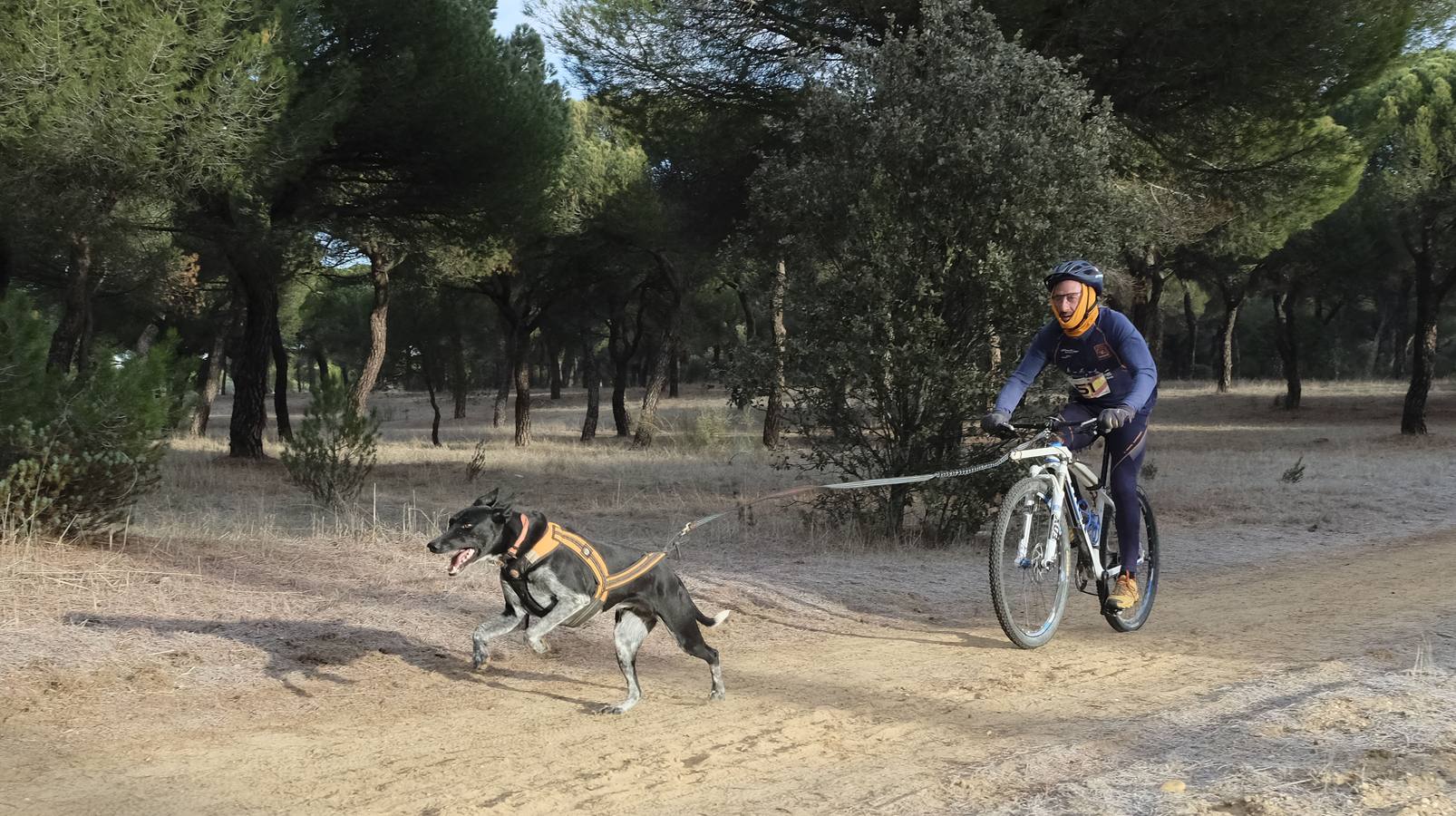 Campeonato de España de Mushing en Valladolid