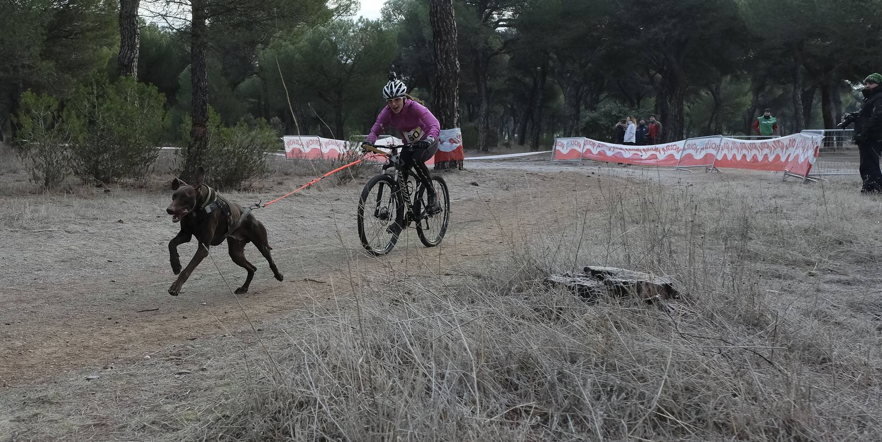 Campeonato de España de Mushing en Valladolid