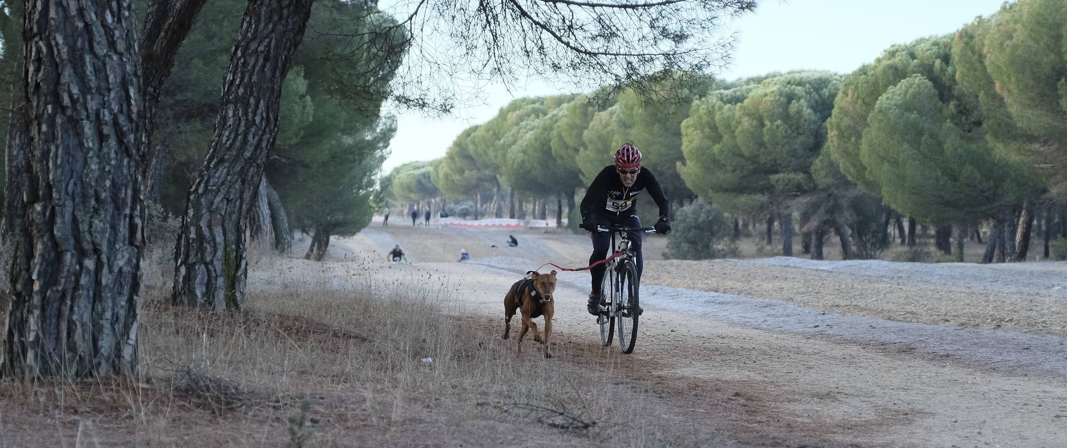 Campeonato de España de Mushing en Valladolid