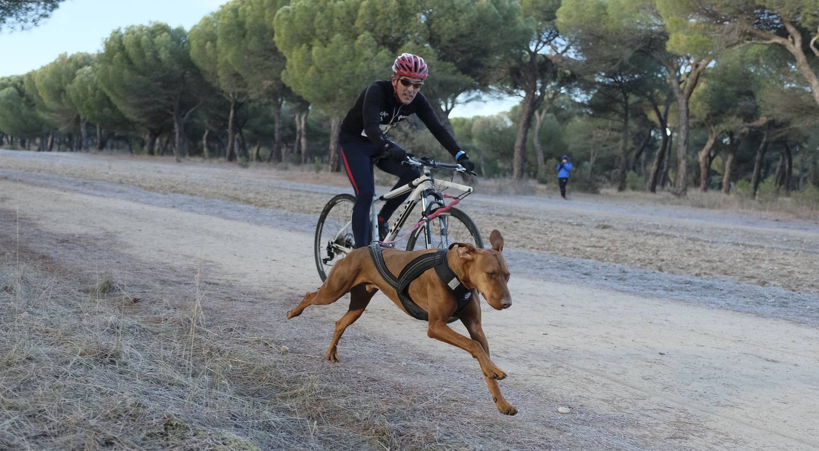 Campeonato de España de Mushing en Valladolid