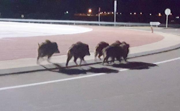 Los jabalíes recorren la rotonda de Carrizo.