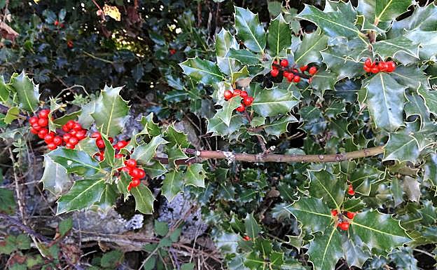 Ramas y frutos de un acebo de Prádena