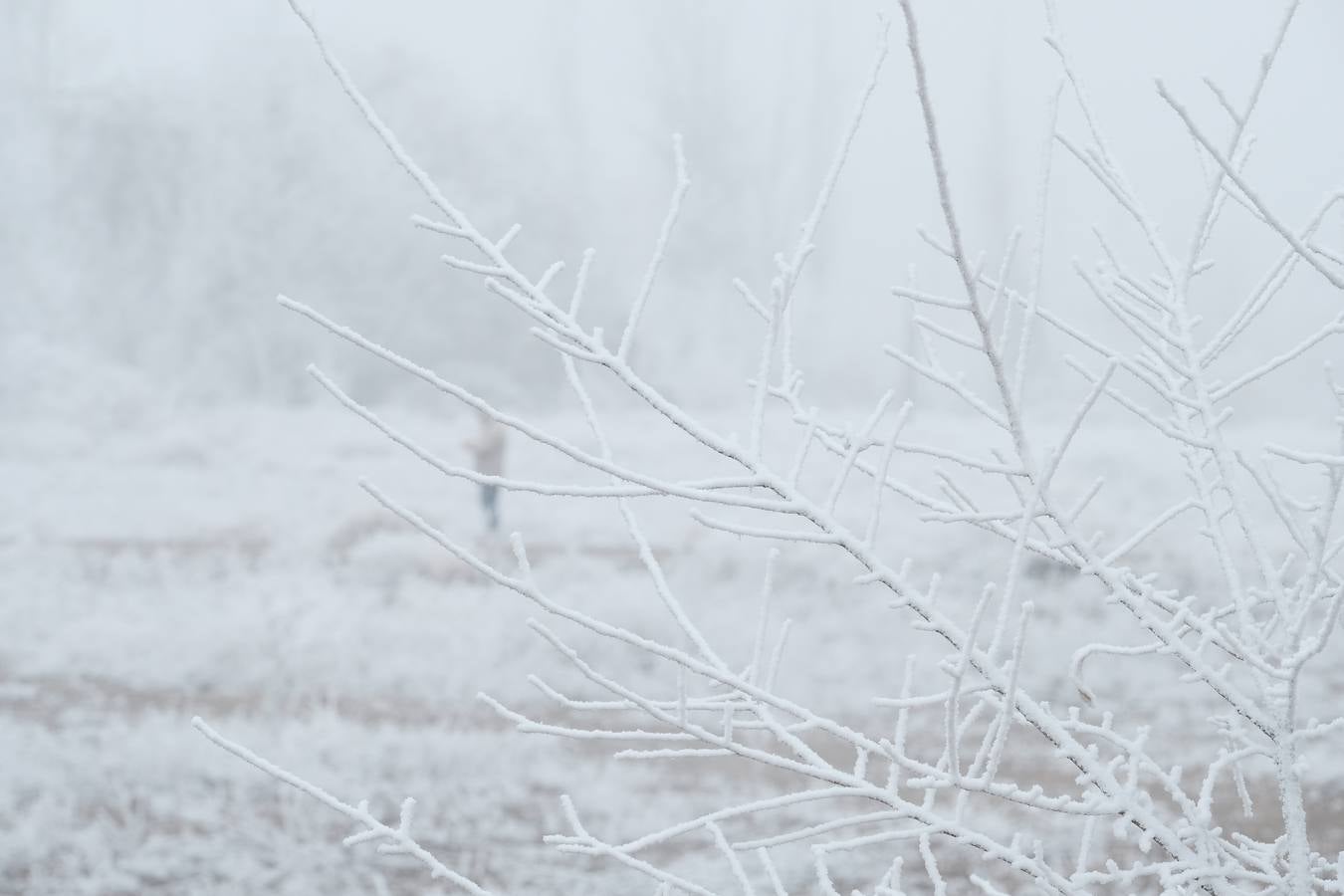 Aunque muchos han podido pensar que es nieve, en realidad es la propia niebla que, por las bajas temperaturas, se ha convertido en hielo, depositándose en árboles, coches y estructuras urbanas