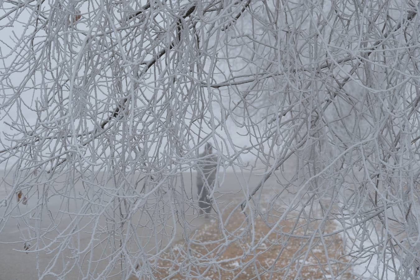 Aunque muchos han podido pensar que es nieve, en realidad es la propia niebla que, por las bajas temperaturas, se ha convertido en hielo, depositándose en árboles, coches y estructuras urbanas