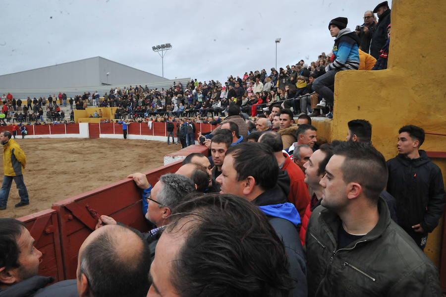 Pollos acoge el último encierro de la temporada en la provincia de Valladolid