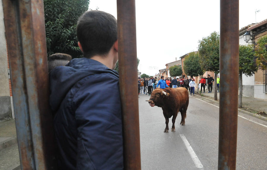 Pollos acoge el último encierro de la temporada en la provincia de Valladolid