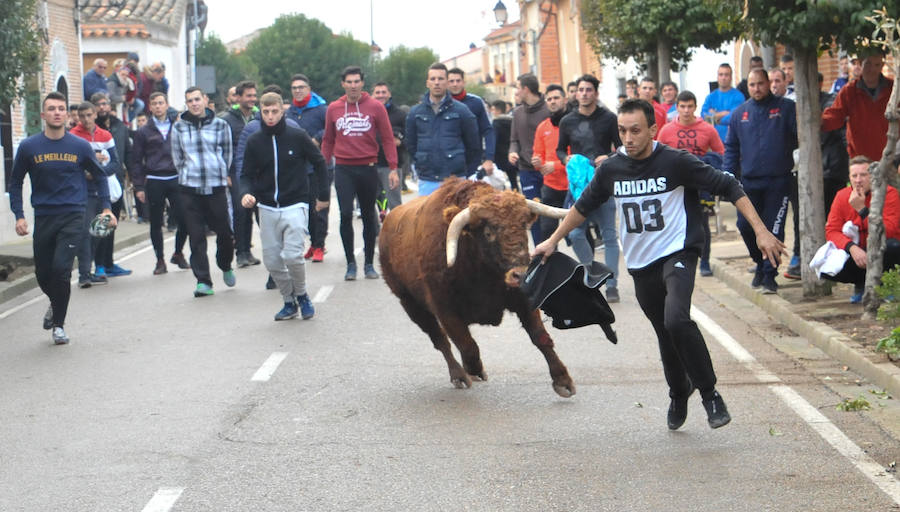 Pollos acoge el último encierro de la temporada en la provincia de Valladolid