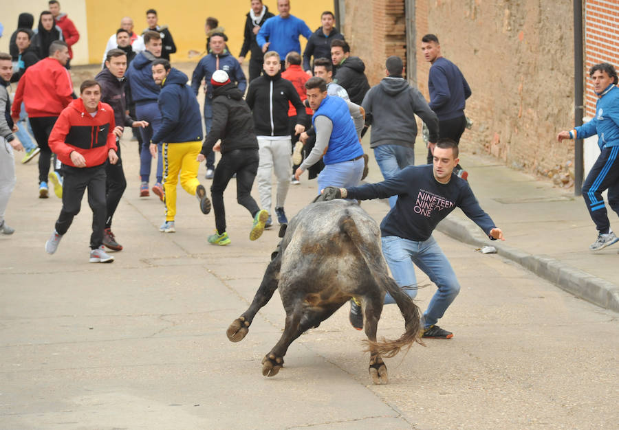 Pollos acoge el último encierro de la temporada en la provincia de Valladolid