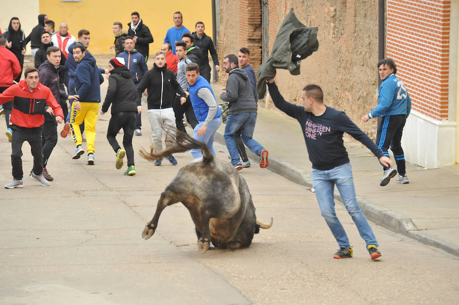 Pollos acoge el último encierro de la temporada en la provincia de Valladolid