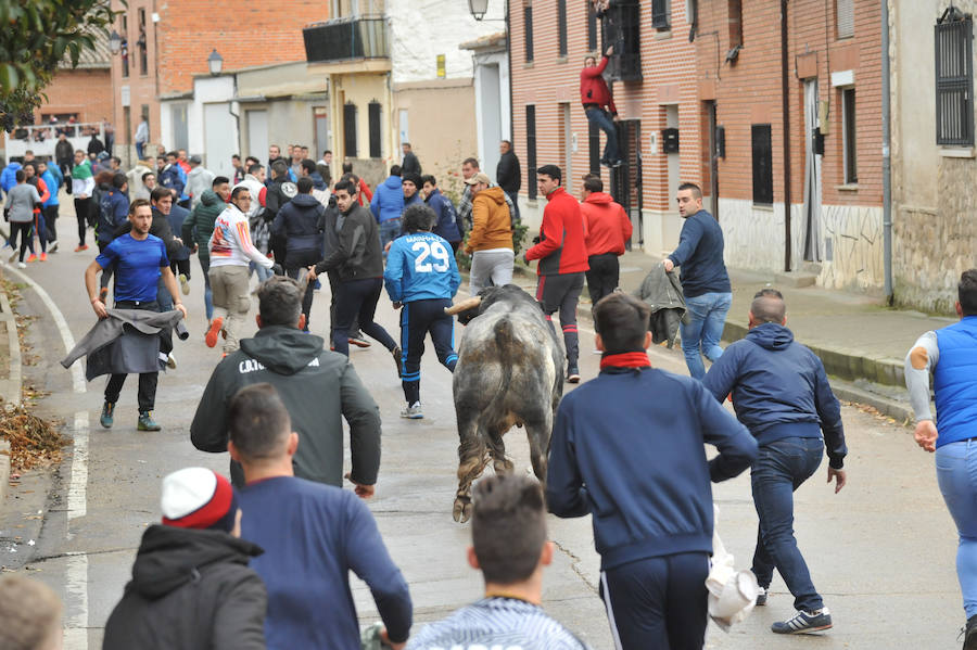 Pollos acoge el último encierro de la temporada en la provincia de Valladolid