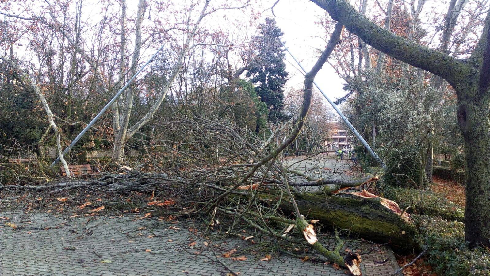 La borrasca ha dejado a su paso por el municipio gran cantidad de árboles caídos y ramas rotas