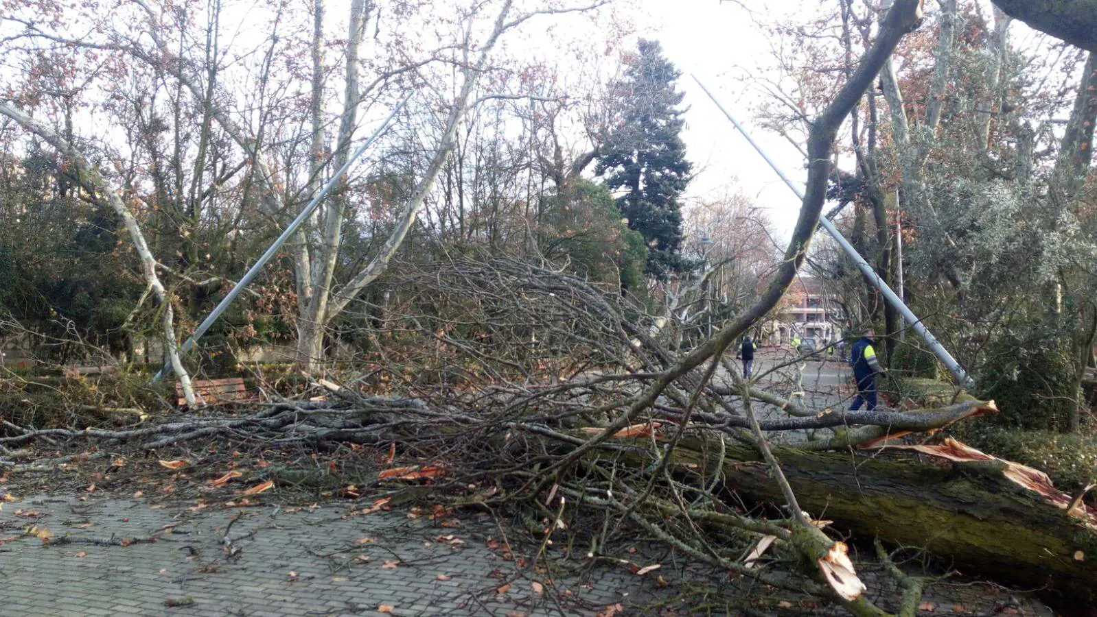 La borrasca ha dejado a su paso por el municipio gran cantidad de árboles caídos y ramas rotas