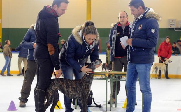 El jurado durante el proceso de revisión de uno de los galgos. 