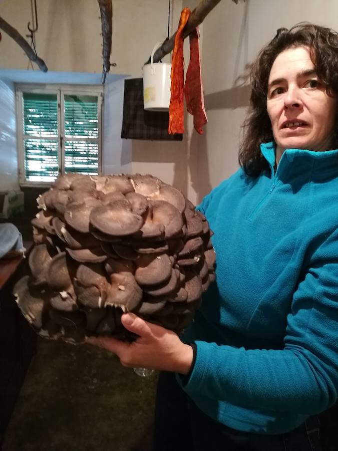 Hongo de 6 kilos encontrados en San Juan del Olmo. 