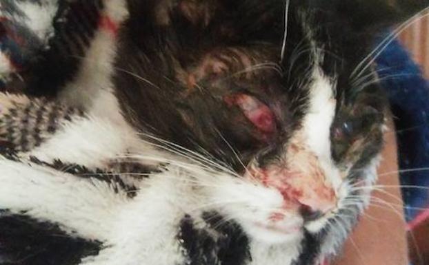 Gato que hubo que sacrificar tras sufrir graves daños por una paliza. 