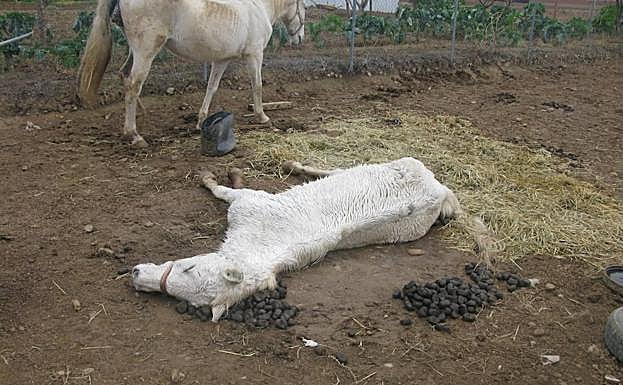 Investigan a una persona por la muerte de dos caballos en Cigales