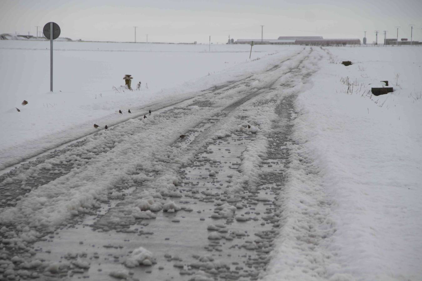 Nevada en Campaspero