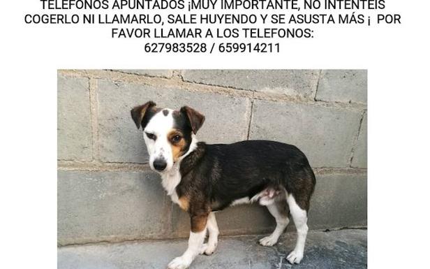 Cartel distribuido por la Protctora de Animales de Segovia para hallar al perro perdido. 