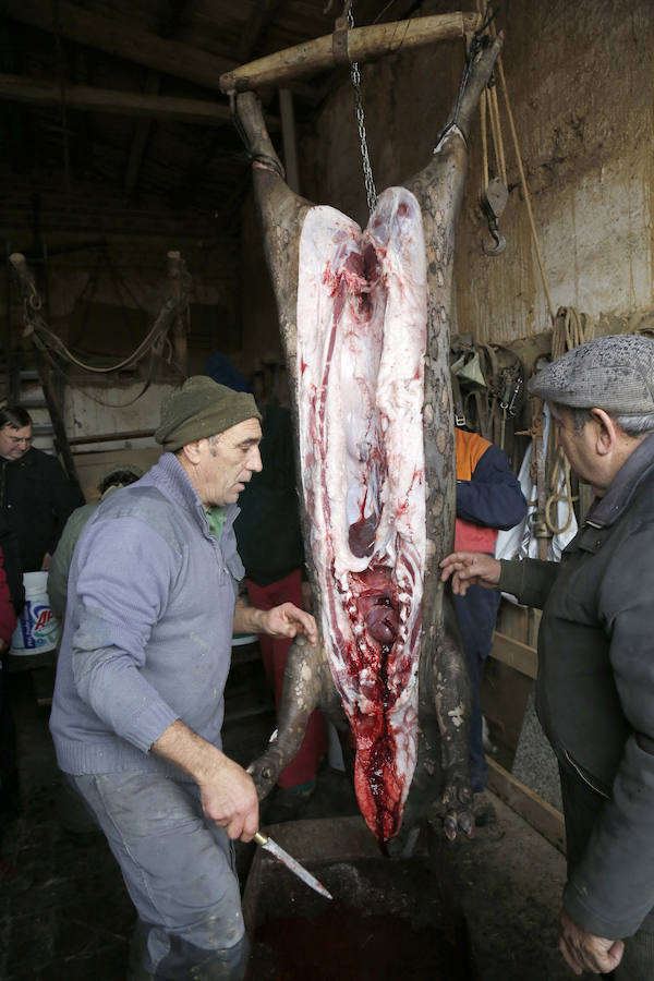 Matanza tradicional en Castromocho