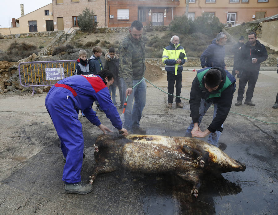 Matanza tradicional en Fuentes de Nava