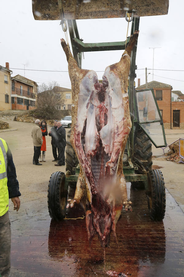 Matanza tradicional en Fuentes de Nava