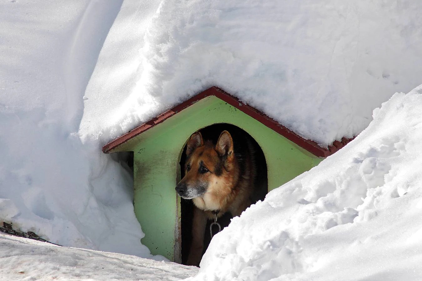 La nieve cubre la casta de un perro en Ventosilla (León).