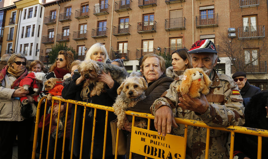 Palencia festeja a San Antón