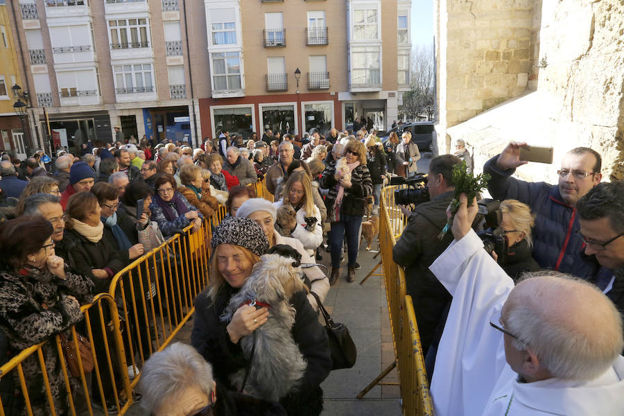 Palencia festeja a San Antón