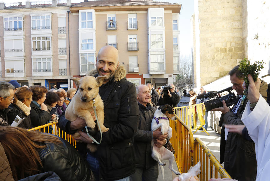 Palencia festeja a San Antón