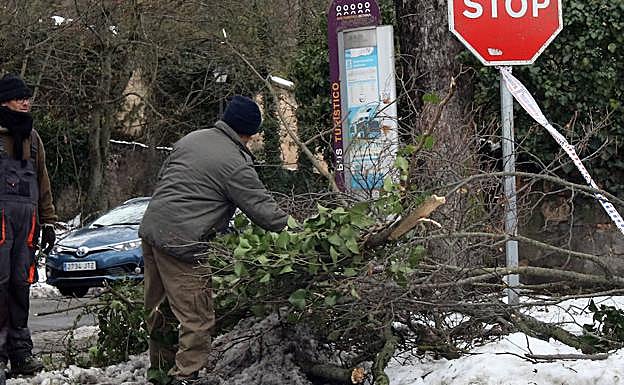 Trabajos para retirar ramas y árboles caídos en el paseo de Santo Domingo.