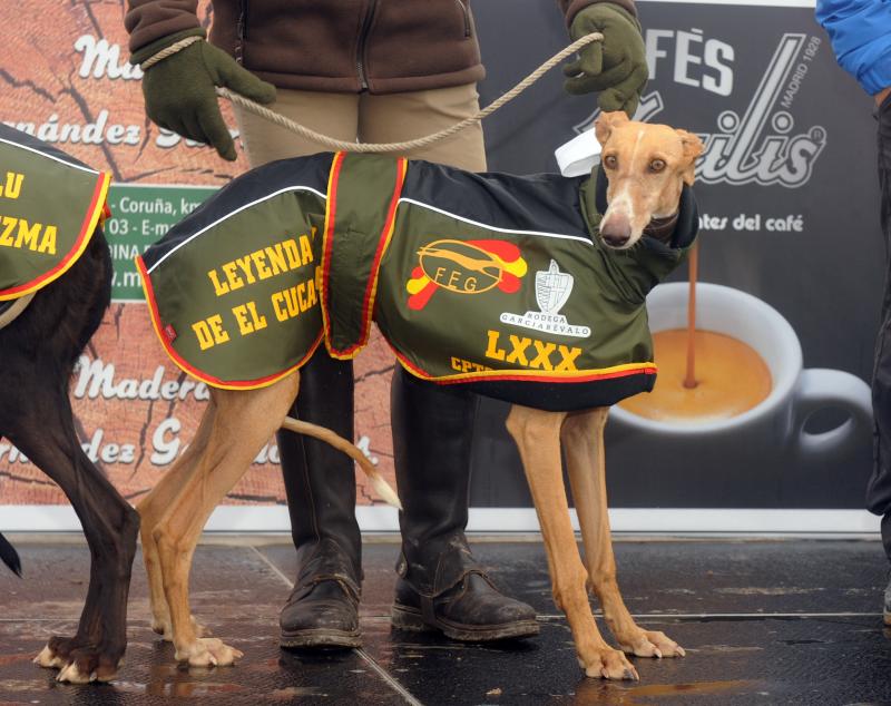 Arranca el campeonato Nacional de Galgos en Madrigal de las Altas Torres