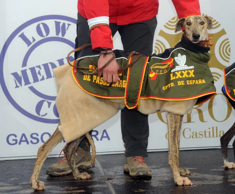 Arranca el campeonato Nacional de Galgos en Madrigal de las Altas Torres