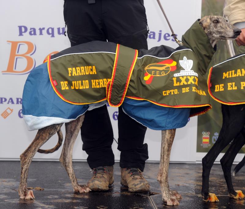 Arranca el campeonato Nacional de Galgos en Madrigal de las Altas Torres