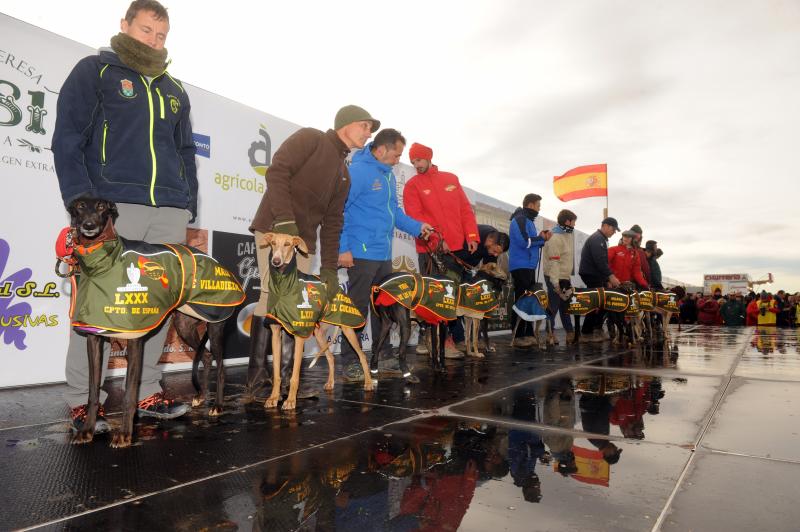 Arranca el campeonato Nacional de Galgos en Madrigal de las Altas Torres