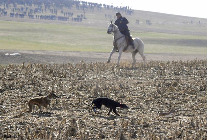 Arranca el campeonato Nacional de Galgos en Madrigal de las Altas Torres