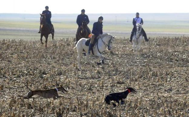 Castilla y León consigue dos plazas para los cuartos de final del Campeonato Nacional de Galgos